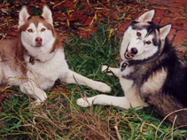Kramut Kennels